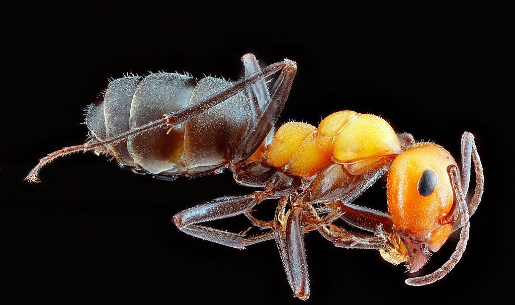 Ant Control service in Overland Park, KS