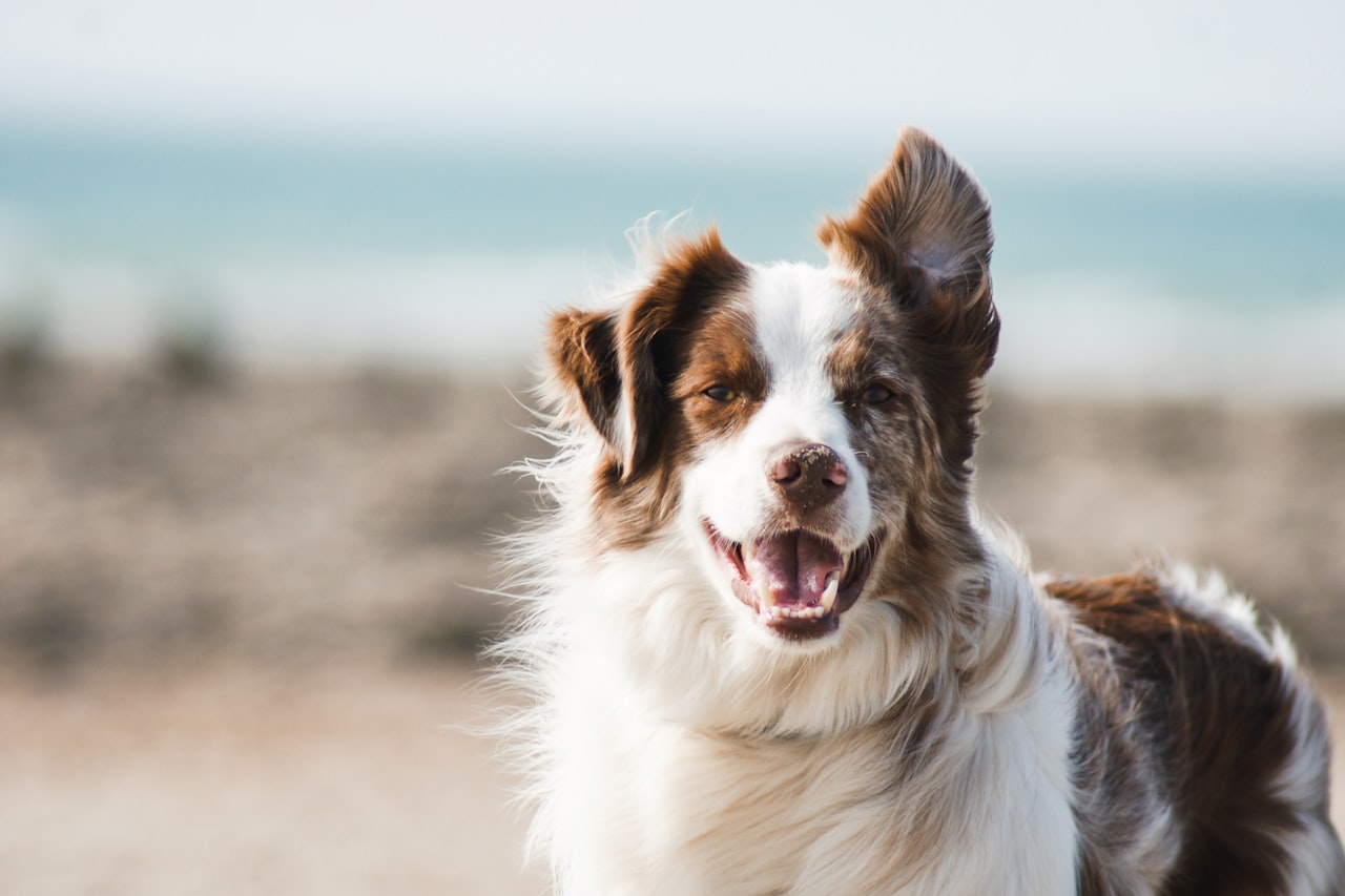 Flea & Tick Control service in Overland Park, KS