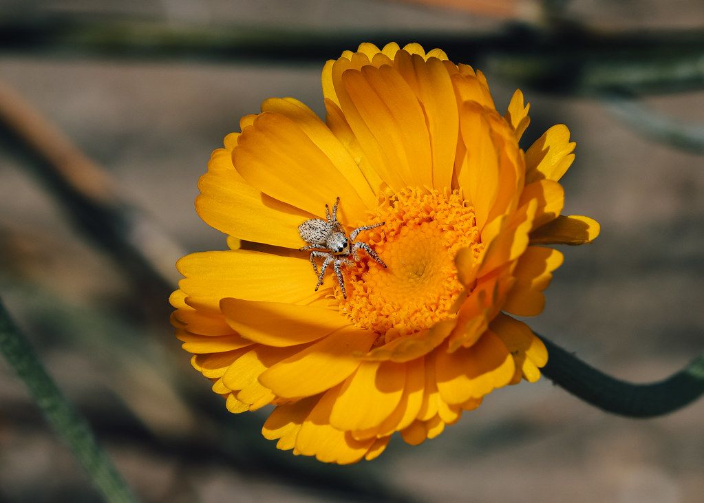 Spider Control service in Overland Park, KS